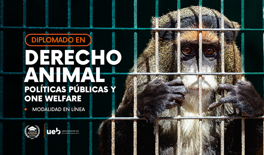 Derecho Animal Políticas Públicas y One Welfare